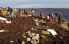 Falklands Conservation staff and volunteers plant tussac