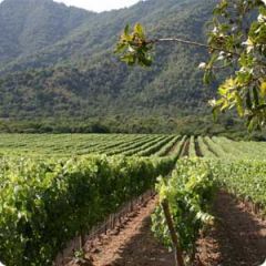 Wine production is a crucial part of the Casablanca Valley economy 