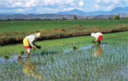 Government protects Japanese rice farmers with a 778% tariff on imports 