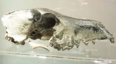 The beautiful preserved Warrah skull discovered by Dale Evans at Spring Point (PN)