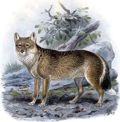 Falkland Islands Wolf