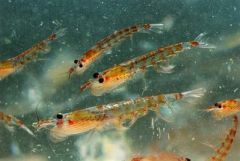 Sub-Antarctic marine ecosystems are fragile and can be slow to recover from the impacts of human activities