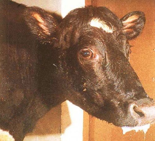 diseases of cattle