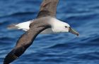 A magnificent albatross skimming the southern seas