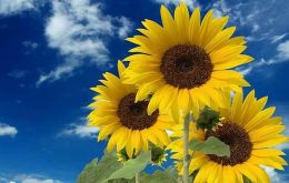 Cultivated daisies, chrysanthemums, lettuce, artichokes along with 23,000 other wild species, make up the sunflower family of Asteraceae 