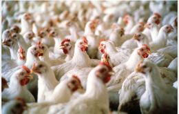 Chicken are one of the few items that help to counter trade deficits with China 