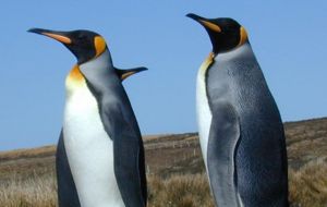 The scientists nicknamed the penguin “Pedro”
