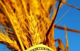 Soaring wheat prices force hikes in substitutes 