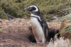 Magellanic penguins nest in burrows all around the Falklands 