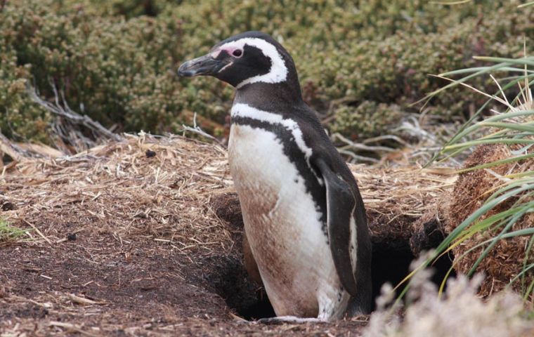 Magellanic penguins nest in burrows all around the Falklands 