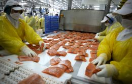 Salmon was a 2 billion US dollars industry from 2007 to 2009 