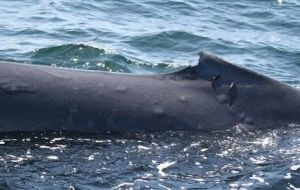 The report is based on photos and skin samples from whales in the Gulf of California (Photo Diane Gendron /Zoological Society of London)
