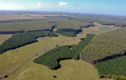 Forestation projects in Uruguay, mostly eucalyptus 