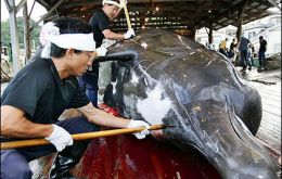 Japan alleges that whale hunting is for scientific purposes 