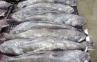 Valuable toothfish suffers from illegal, unreported, unregulated fishing