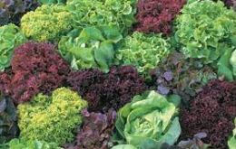 Grapes, lettuce, cabbage, citrus among the most affected 