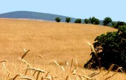 The area with wheat totals 23.1 million hectares