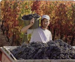 Who is going to harvest this year’s grapes?