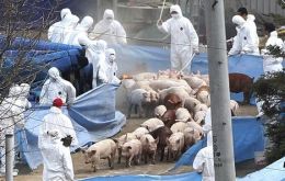 The country’s pigs and cattle have been exposed to the disease 