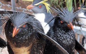 Oiled Northern Rockhopper penguins are being rescued and baited rodent traps placed along the shore