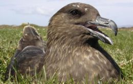 The Falkland skua is a subspecies of the brown skua 