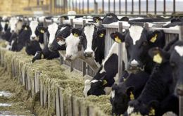Oil, sugar, grains were down but dairy and meat prices were up