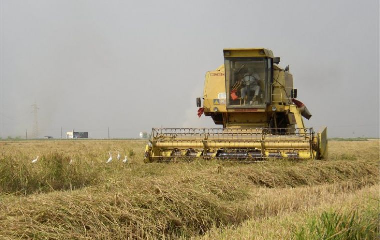 Improved weather conditions are helping rice prospects 
