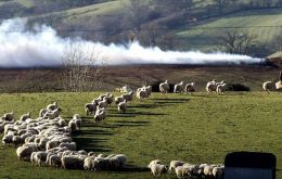 In 2001 the UK slaughtered of 6.5 million cattle, sheep and pigs, some of which were burned on open air pyres. 