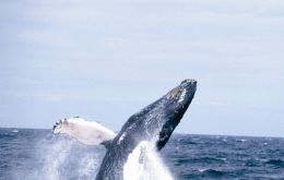 An estimated 4.000 humpback and minke whales are estimated to abandon Antarctic waters during June and July