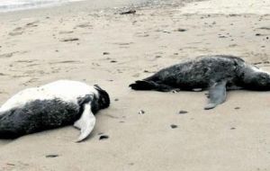The dead penguins were washed up on the Atlantic coast 