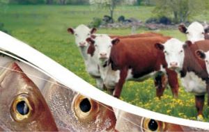 Beef cut prices in the domestic market doubled in the last twelve months 