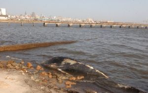 The eight metre cetacean remains were recovered by a municipal crew (Photo El Pais)