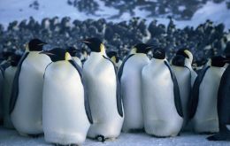 There are an estimated two dozen Emperor penguin colonies in Antarctica 