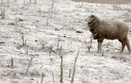 Sheep covered in ash aimlessly searching for food