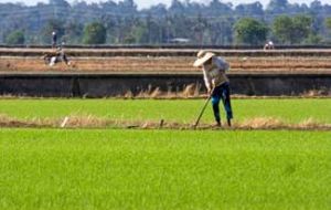 Asia is the world’s leading region in rice production 