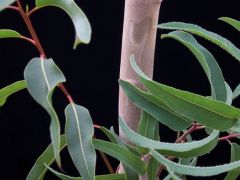 The pyrolysis technology processes eucalyptus leaves