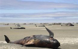 Dead whales ingested with plastic have appeared in seas round the world  