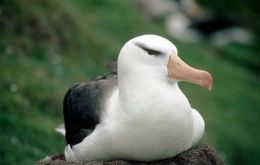 Albatrosses are one of the most threatened species by longline fishing 