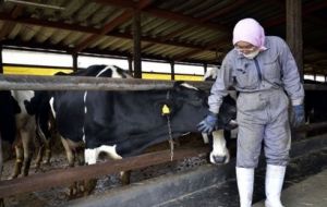 Fukushima is mainly a rural province with at least 4.000 cattle farms 