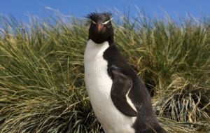 Rockhopper is the most loved penguin out of the five penguin species on the Islands