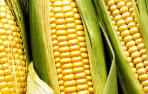 The 2011/2012 corn harvest is estimated to reach over 30 million tons 