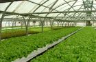 The Islands has a long and successful experience in growing vegetables in poly tunnel