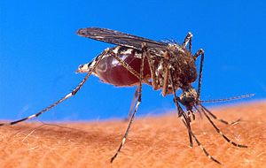 Experiments were done with Anopheles gambiae, the mosquito species responsible for transmitting malaria to humans in Africa