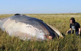 The rare sei whale stranded in the Humber river estuary (Photo AP)