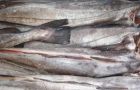 Hake is the main fisheries export item of both countries