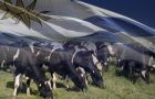 Uruguay has the highest per capita milk consumption in the Americas <br />