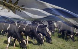 Uruguay has the highest per capita milk consumption in the Americas <br />
