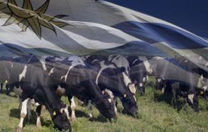 Uruguay has the highest per capita milk consumption in the Americas 
