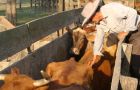 Vaccination of cattle against FMD in Paraguay