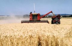 Income from wheat has increased 33 fold in a decade